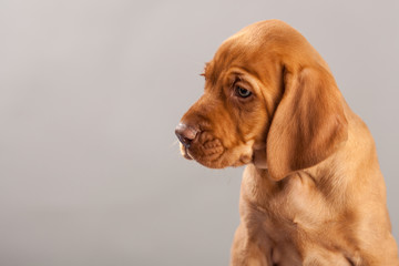 Cute portrait dog vizsla puppy on a gray background in studio