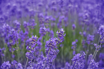 lavender on a field in detail