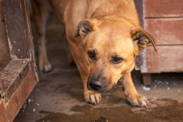 Cute, sad dog in shelter kennel