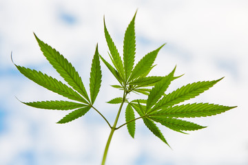 Young leaves of marijuana on sky background