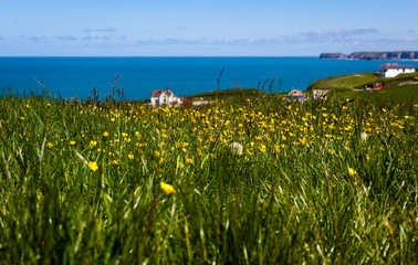 flower field - Tintagel - Cornwall