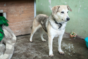 Cute, sad dog in shelter kennel