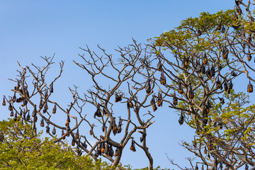 Fruit bat trees (Flying fox). Tissamaharama, Sri Lanka.
