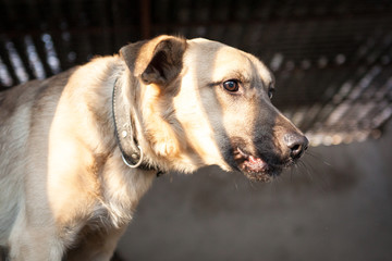 Cute, sad dog in shelter kennel