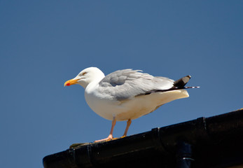 sea gull - Tintagel - Cornwall