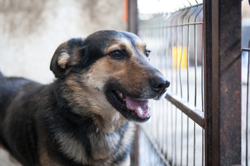 Cute, sad dog in shelter kennel