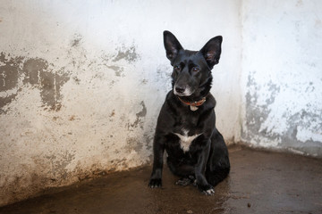 Cute, sad dog in shelter kennel