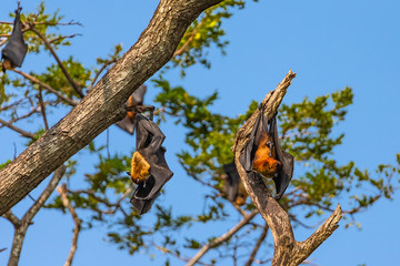 Fruit bat trees (Flying fox). Tissamaharama, Sri Lanka.