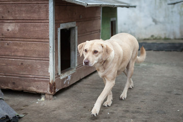 Cute, sad dog in shelter kennel