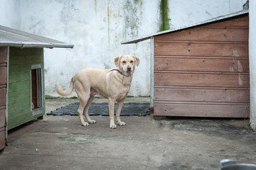 Cute, sad dog in shelter kennel