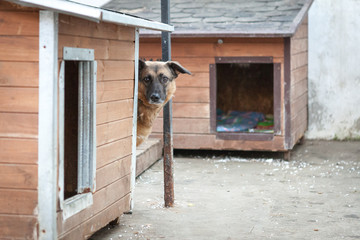 Cute, sad dog in shelter kennel