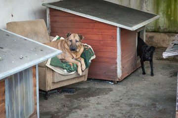 Cute, sad dog in shelter kennel