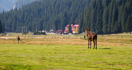Fototapeta na wymiar Young brown donkey gazing into the distance, on a mountain meadow in Bucegi (Carpathian) mountains, Romania, during a warm, sunny, Summer day.