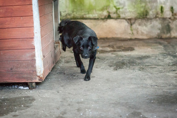 Cute, sad dog in shelter kennel