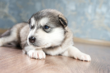 Alaskan Malamute puppy on wooden floor