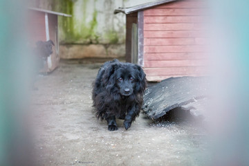 Cute, sad dog in shelter kennel