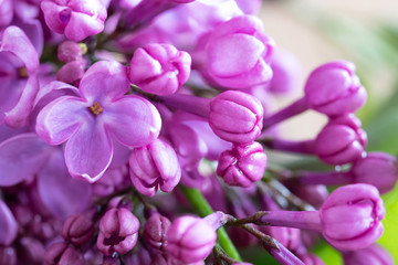 Closeup of lilac flowers blooming in may, selective focus