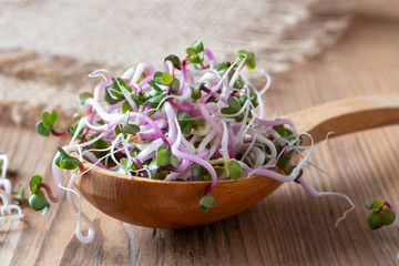 Fresh pink radish sprouts on a wooden spoon