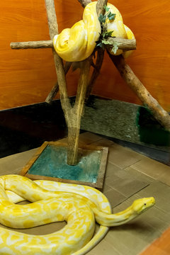 The snakes are a suborder of the class of reptiles of the squad scaly.