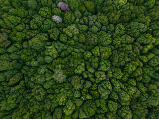 Indonesia, Bali, Bedugul, Bali Botanic Garden