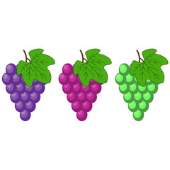Red, Pink Muscatel and white table grapes, wine grapes. Fresh fruit, flat cartoon vector icon set. Bunch of grapes ripe, juicy