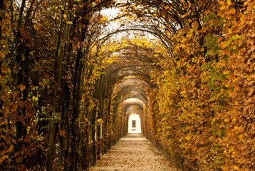 Obraz premium Tunnel di edera