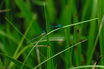 Dragonflies on the blade of grass