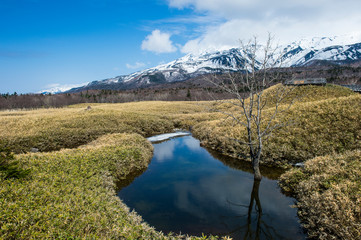 Hokkaido, Shiretoko National Park, Field of Veitch's Bamboo in the Shiretoko Goko Lakes area