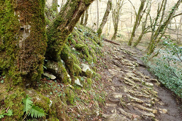 Footpath in the spring forest