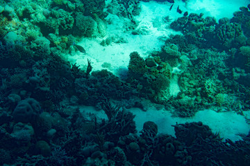 Fototapeta na wymiar A thriving,healthy coral reef covered in hard corals, soft coral with abundant fish life. toned