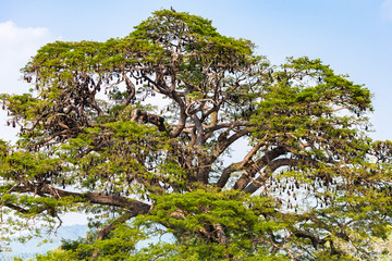 Fruit bat trees (Flying fox). Tissamaharama, Sri Lanka.