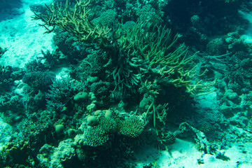 Fototapeta na wymiar Marine Life in the Red Sea. red sea coral reef with hard corals, fishes and sunny sky shining through clean water - underwater photo. toned