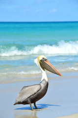 Brown Pelicans (Pelecanus occidentalis) walking on the beach among people in Varadero Cuba. Marine wildlife encounters