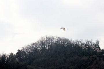 하늘을 날으는 새