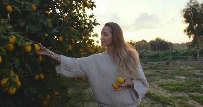 Attractive girl picking lemons in garden