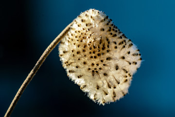 Makroaufnahme einer Samenkapsel einer Herbst Anemone vom Sonnenschein durchflutet
