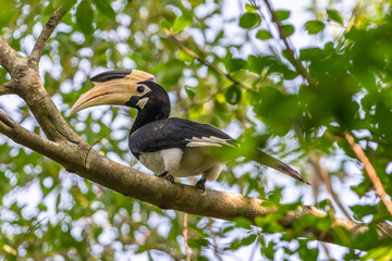 Malabar pied hornbill. Yala Narional Park. Sri Lanka.
