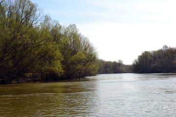 Spring through shallow forests on the shores of the Danube River