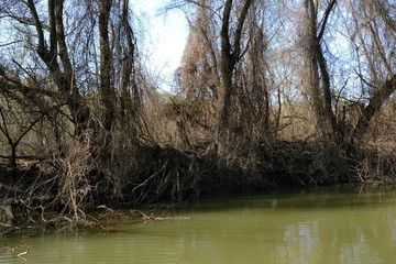 Spring through shallow forests on the shores of the Danube River