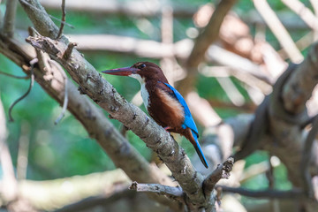 white throated king fisher. Yala National Park. Sri Lanka.