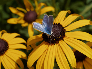 Polyommatus icarus - L'azuré commun appelé aussi argus bleu posé sur une fleur de rudbeckie