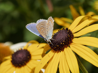 Polyommatus icarus - L'azuré commun appelé aussi argus bleu posé sur une fleur de rudbeckie