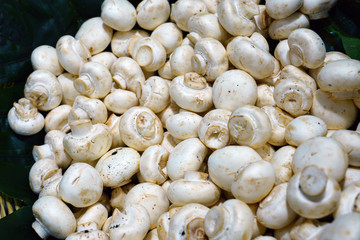 Fresh white button mushroom at the farmers market