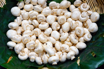 Fresh white button mushroom at the farmers market
