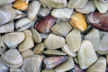 Fresh pipi shell (Paphies australis) for sale at a fish market in Sydney, Australia