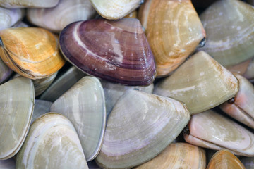 Fresh pipi shell (Paphies australis) for sale at a fish market in Sydney, Australia