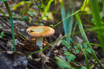 Russula edible mushroom grows in forest