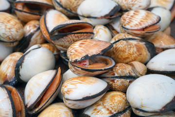Fresh flame cockle shell for sale at a fish market in Sydney, Australia