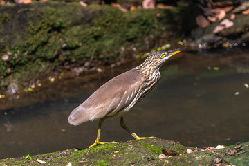 Indian pond heron. Yala Nationakl Park. Sri Lanka.