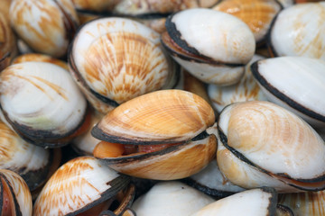 Fresh flame cockle shell for sale at a fish market in Sydney, Australia